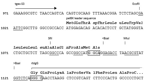 TGEX-HC-rbG-Zeo cloning site